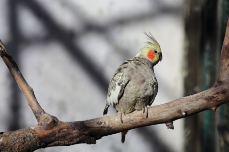 parrot macaw stand in alineの写真素材