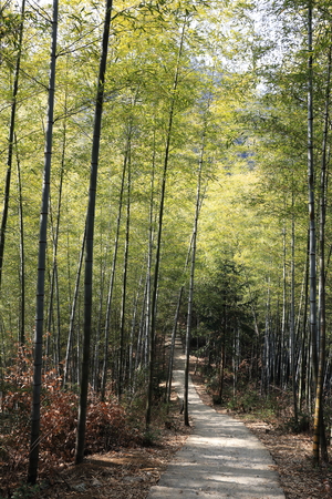 green bamboo forest in Chinaの写真素材