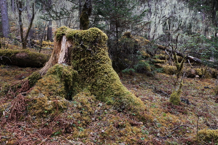 Tree stump covered with plants in the natureの写真素材