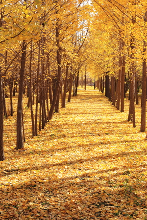 gloden leaves at autumnの写真素材