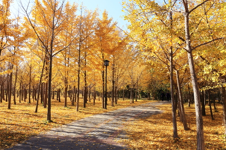 gloden leaves at autumnの写真素材