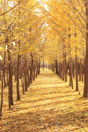 gloden leaves at autumnの写真素材