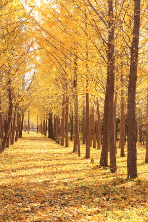 gloden leaves at autumnの写真素材