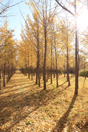 gloden leaves at autumnの写真素材