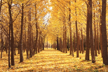 gloden leaves at autumnの写真素材