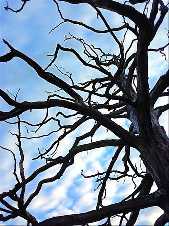 Old tree
