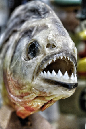 Stuffed piranha