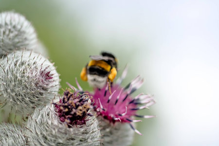 Thistle with bumblebeeの写真素材