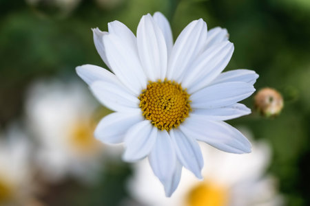 daisyの写真素材