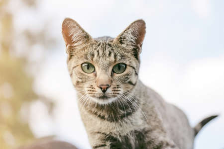 Cat faceの写真素材