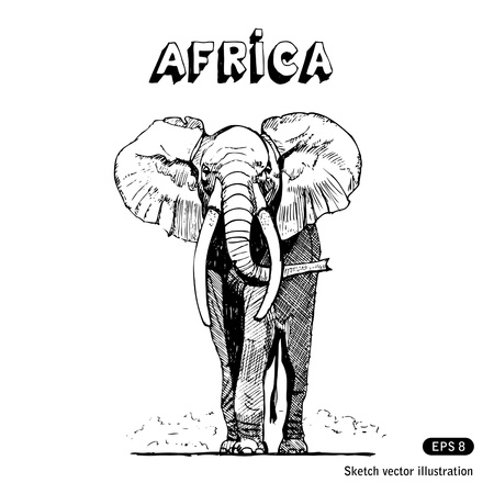   African elephant in savanna. のイラスト素材