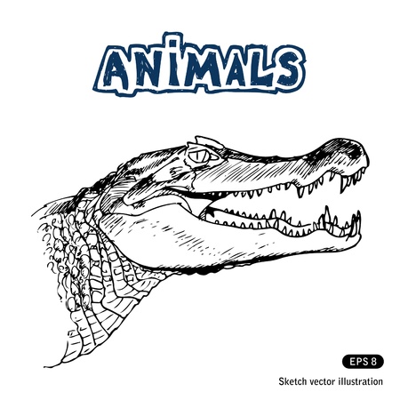 Alligator. Hand drawnの素材 [FY31013894628]