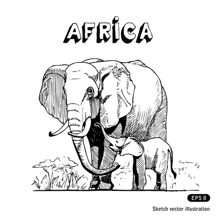 Elephants in African savanna  Hand drawn isolated on whiteのイラスト素材
