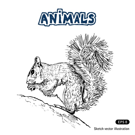   Squirrel.のイラスト素材