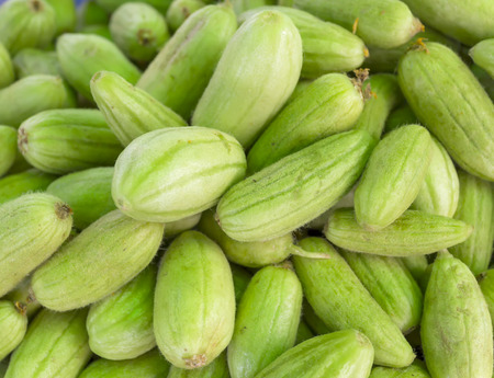 group of organic gherkin  Cucumber の写真素材