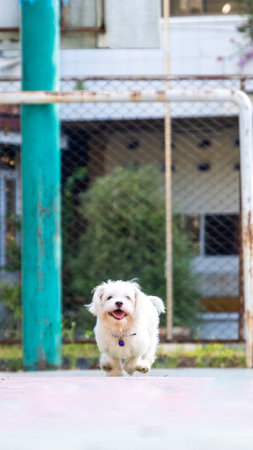 an outdoor photoshoot pet photography two dogs running on the park morning corgi and maltese