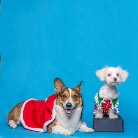 a male corgi pembroke welsh photoshoot pet photography studio isolated with blue background...