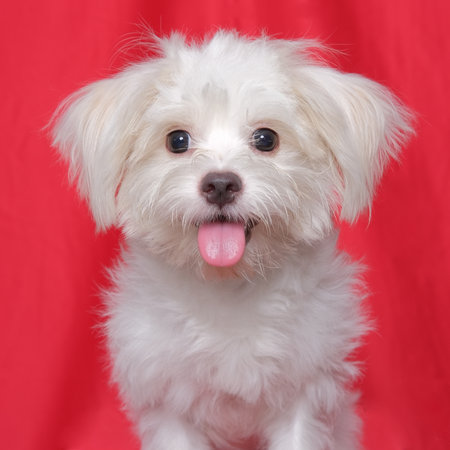a female maltese photoshoot pet photography studio headshot portraitr with red background and happy expressionの写真素材