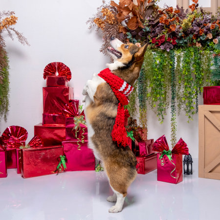 a male corgi pembroke welsh photoshoot pet photography studio background christmas theme dress and decorationの写真素材