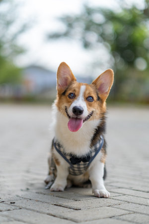 a portrait of pembroke welsc corgi with bokeh background at the park in the morning walkの写真素材