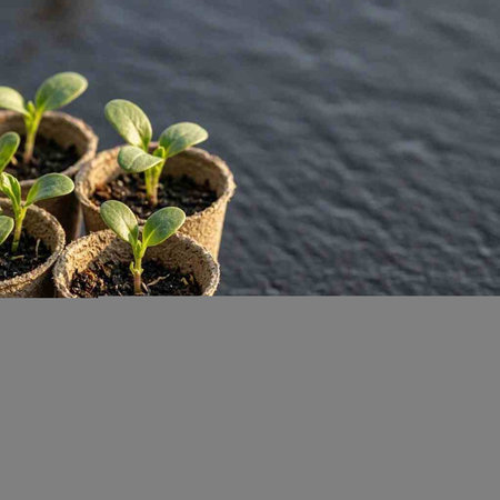 Young seedlings of cucumbers in peat pots on a black background