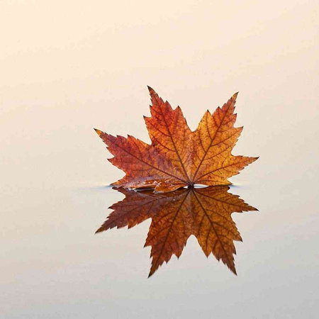 Autumn maple leaf on a white background. Reflection in water.