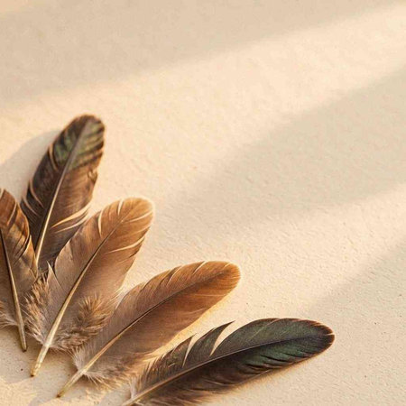 feathers on a light background. Place for your text.
