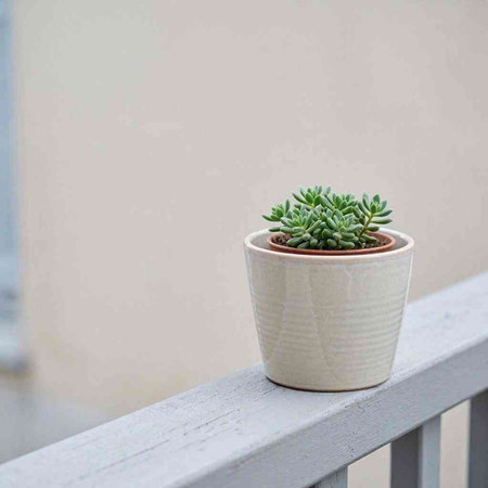 Succulent plant in white pot on balcony with copy space.