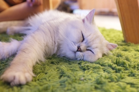 Animal. Cat sleeping on carpet.の写真素材