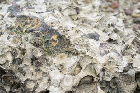 Rock seashell on beachの写真素材