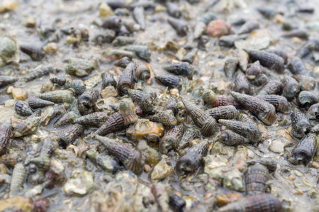 seashell on beach