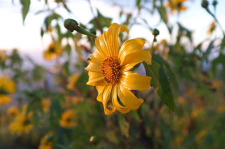 Close-up of sun flowerの写真素材