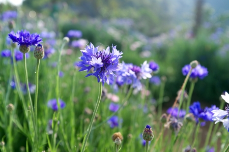 Cornflowers close-up , Blue flowerの写真素材