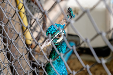 Close up head of peacock in the cageの写真素材