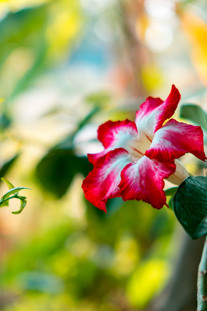 Azalea flower red white bloom meet small leafの写真素材