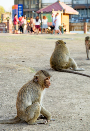 Baby monkey sit waiting food