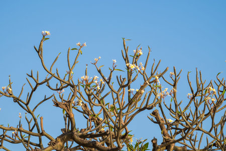 Plumeria, Frangipani, Leelawadee, Lantorm flower bloom white yellow