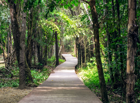Wood pathway in tropical rainforestの写真素材