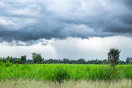 Sugar cane field with rainy seasonの写真素材