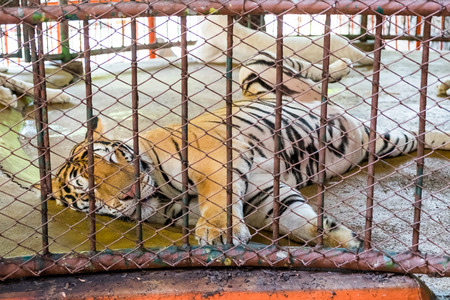 Big royal tiger lonely sleep in cageの写真素材