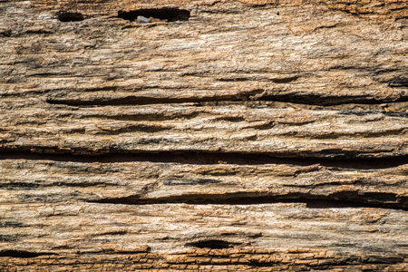 Bark wood rough texture background