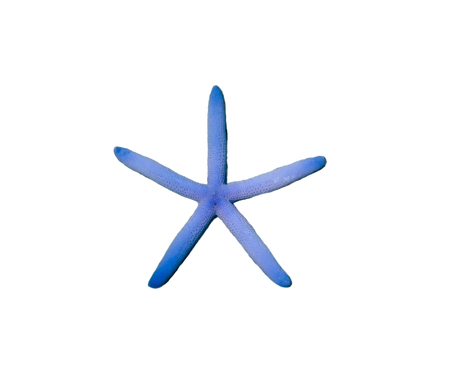 Starfish blue color five radial,isolated on backgroundの写真素材