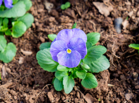 Pansy,viola cornuta,purple flower in garden