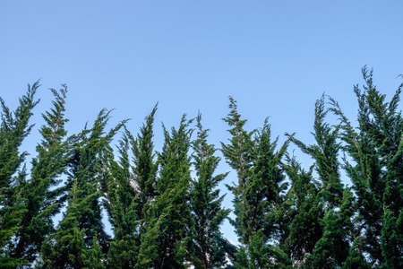 Peak pine tree on blue skyの写真素材