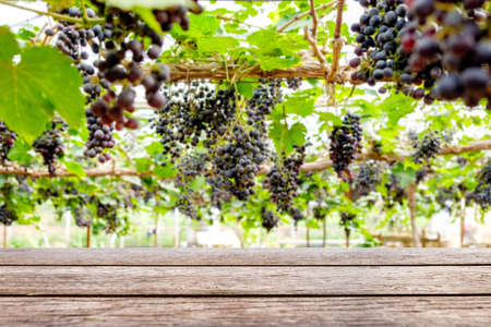 Table wood top on grape bunch in vineyardの写真素材