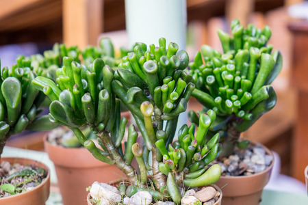 Cactus green rounded close up in vaseの写真素材