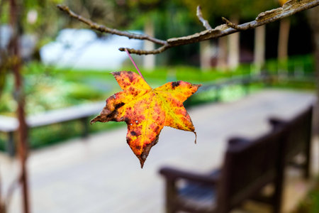 Maple single dry sear leaf beautiful on branch tree