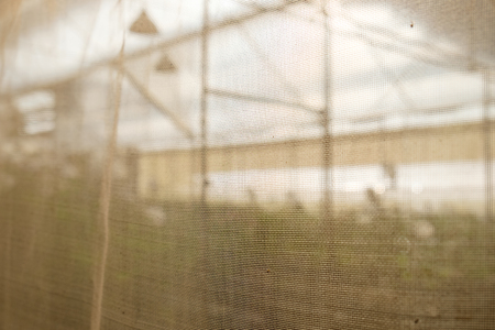 Blurred on plant nursery rosesの写真素材