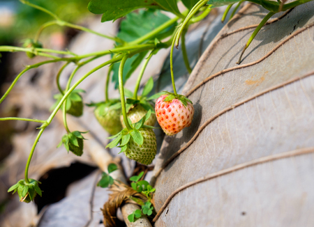 Strawberry plant fruit in gardenの写真素材