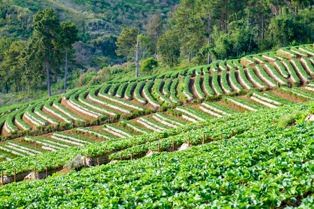 Strawberry platation mountain stairs beautiful landscapeの写真素材
